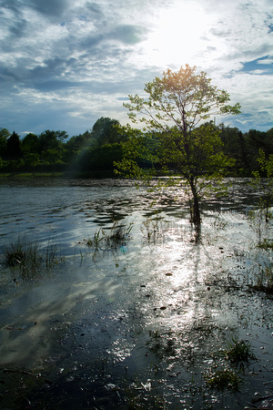 Young Tree Surrounded by Water