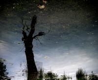 Reflection of Tree on Water