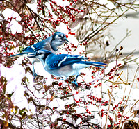 Blue Jay Brothers in Berry Bush