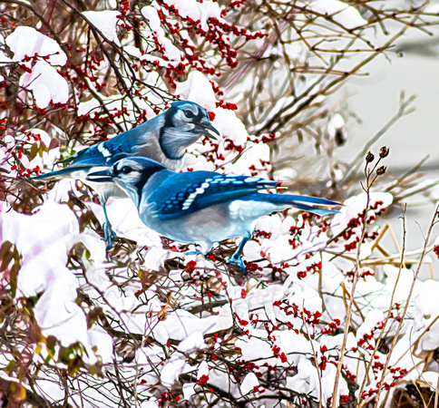 Blue Jay Brothers in Berry Bush