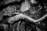 Wood and Stone Wood and Stone smoothed by Hiker boots - Black and White
