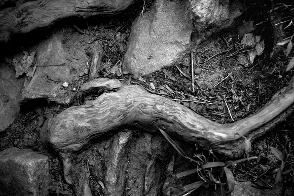 Wood and Stone Wood and Stone smoothed by Hiker boots - Black and White