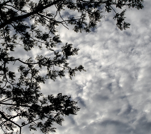 Sillouette of Branches Against Cloudy Sky