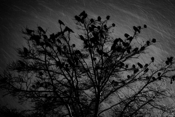 Crows in a Winter Storm